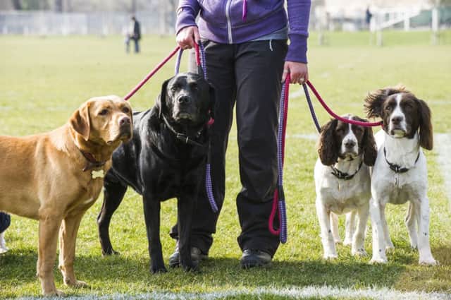 Photographer-Ian Georgeson-07921 567360
Edinburgh takes the lead on commercial dog walking in city parks, New Park management rules which see professional dog walkers required to register with the council for the first time.