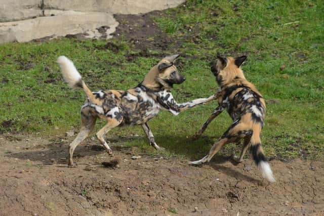 The new painted dog reserve at the Yorkshire Wildlife Park.