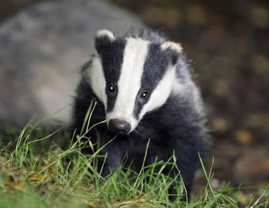 File photo dated 28/07/08 of a badger, as the Badger Trust is asking the High Court to stop a planned cull of badgers. PRESS ASSOCIATION Photo. Issue date: Monday June 25, 2012. The wildlife charity is seeking judicial review of the Government's decision to allow the cull to go ahead to tackle tuberculosis (TB) in cattle. See PA story COURTS Badgers. Photo credit should read: Ben Birchall/PA Wire