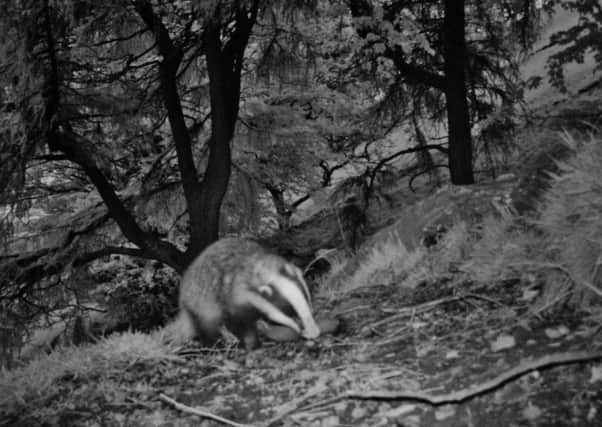 A male badger eating peanuts at a pre-baiting site. Photo: BEVS Vaccinations/Derbyshire Wildlife Trust.