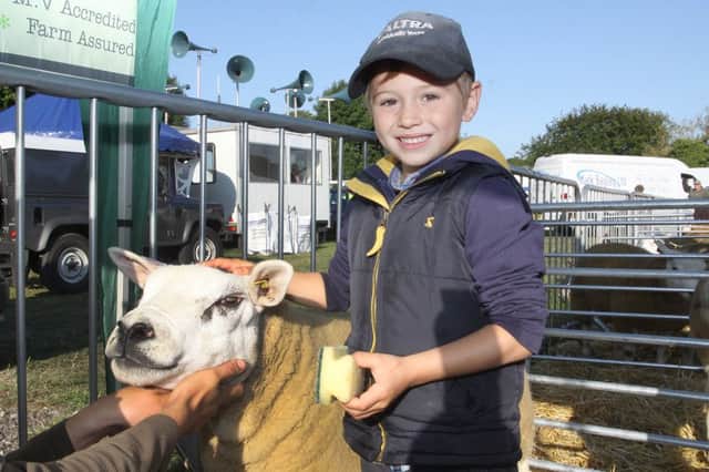 Ashover Show, James Gibbs helping prepare Texel sheep for the showring