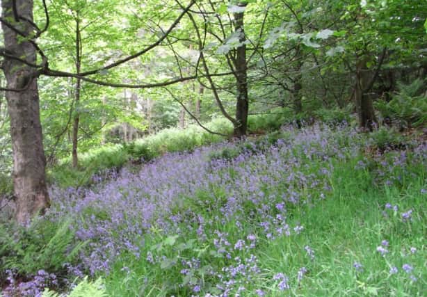 Slack Hall Wood, near Chapel-en-le-Frith, which has been put up for sale by the Peak District National Park Authority.