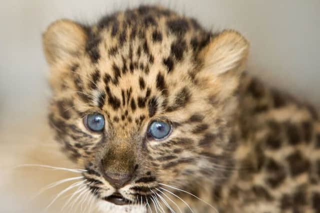 One of the rare Amur Leopard cubs born at the Yorkshire Wildlife Park.