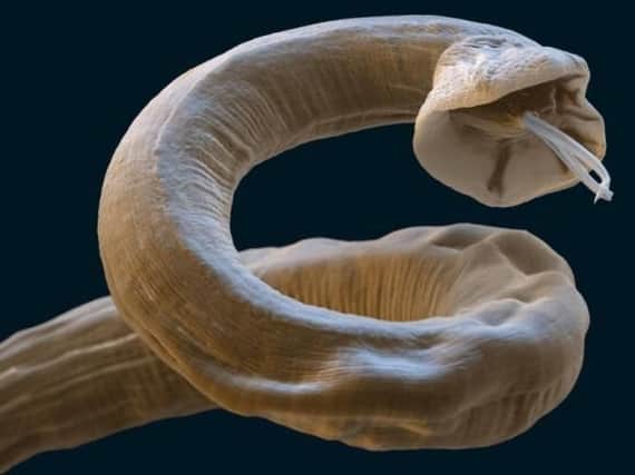 Lungworm can be potentially fatal to dogs.