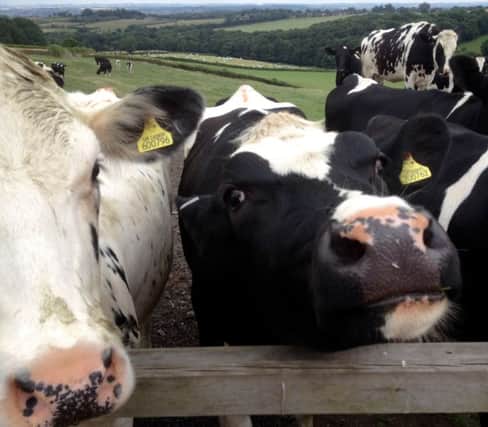 Cows take a selfie in Barlow