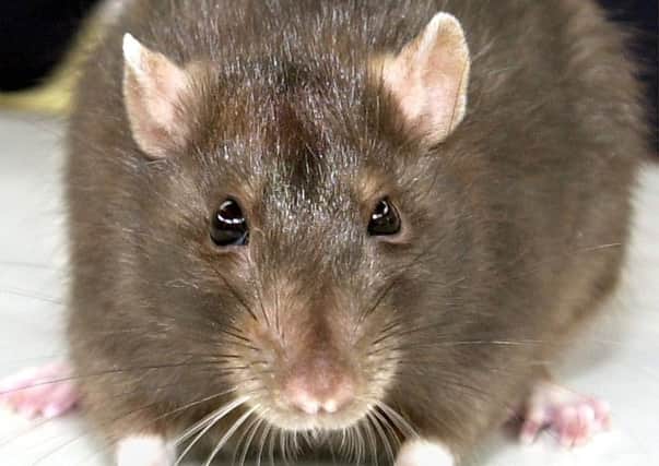 Experts say the numbers of super rats are set to soar in the winter months.