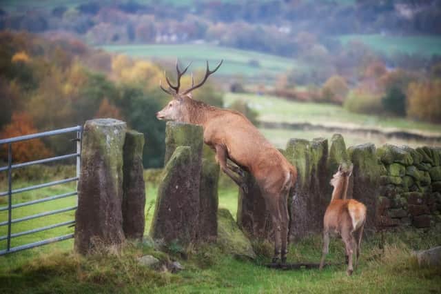 A truly wild stag leaps a dry stone wall near Curbar in the Peak District. Picture by Villager Jim.