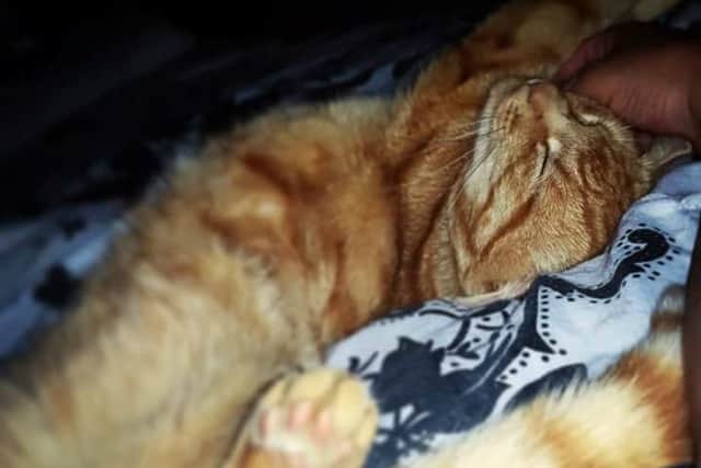 Tigger, a one-year-old male tabby from Swanwick, died after drinking antifreeze