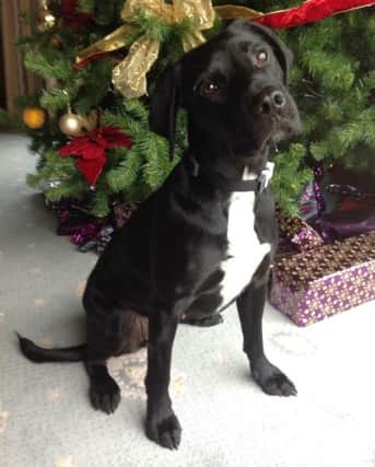Labrador cross, Milly, was killed on Christmas Day by two Japanese Akitas on her garden on Eswick Drive, Chesterfield. Owners Lindsay Kent and Jason Hardy have been left heartbroken