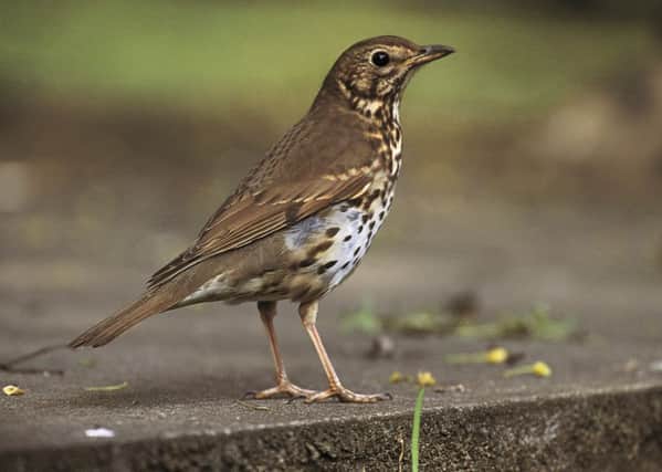 Song Thrush, Turdus philomelos: adult, on stone slab in garden, England. May 2003.\n\n