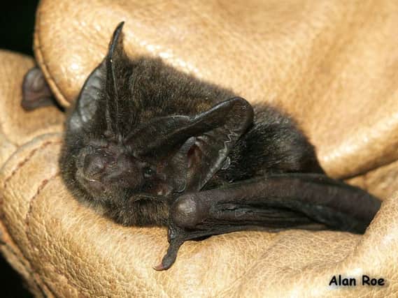 The Derbyshire Bat Group has discovered a new specias of bat in the region - the barbastelle. Credit: Alan Roe, the Derbyshire Bat Group