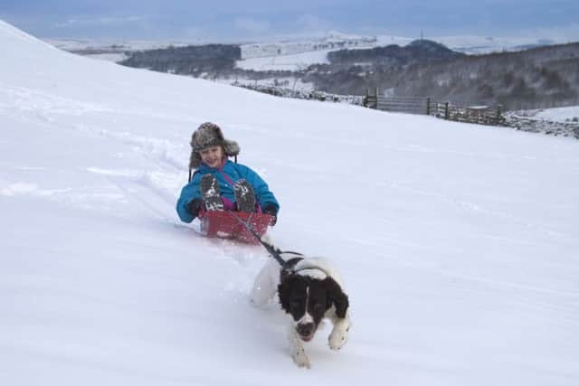 Freya Kirkpatrick, 8, finds an easy way to drag her sledge back up hill by getting a tow from her 15 month old springer spaniel, Chester, as they play in the snow near Buxton in the Derbyshire Peak District. All Rights Reserved: F Stop Press Ltd. +44(0)1335 418365   +44 (0)7765 242650 www.fstoppress.com