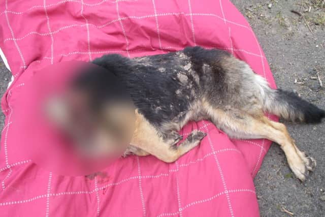Appeal for information after headless dog is found in Derbyshire town