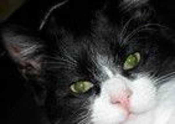 Belper cat, Rocky, who was shot in the neck.