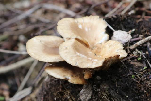 An oyster mushroom growing on a stump