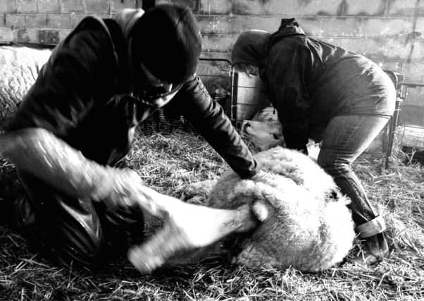 Ian and Carol Lomas lambing in the Derbyshire hills - one of the photos in Kate Bellis's photography exhibition.