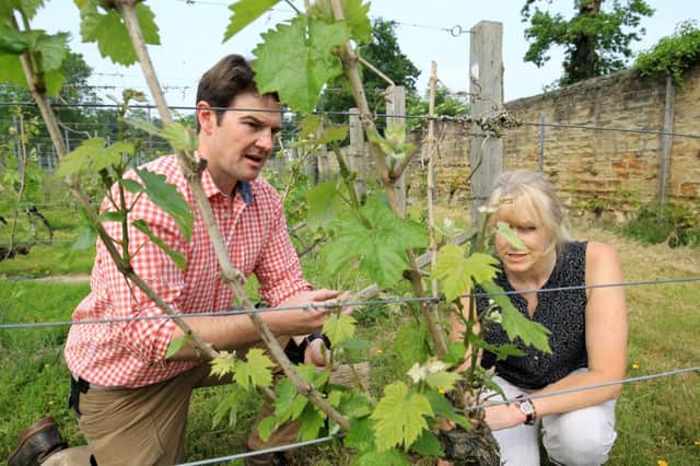 Renishaw Hall's historic vineyard tours are back for 2016. Kieron Atkinson is pictured in the vineyard with volunteer Lesley Stanley. Photo: Chris Etchells