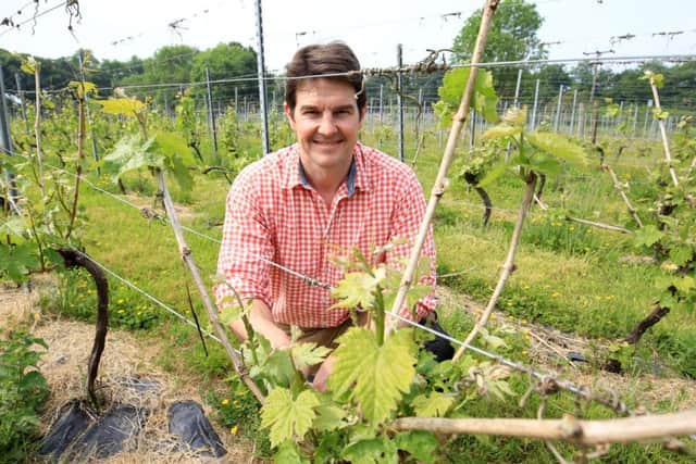 Renishaw Hall's historic vineyard tours are back for 2016. Kieron Atkinson is pictured in the vineyard. Photo: Chris Etchells