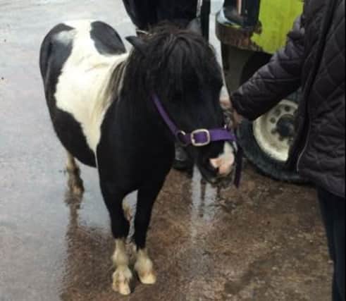 Flossy was rescued from a Derbyshire river by fire crews