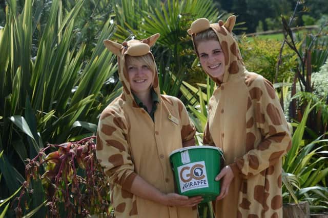 Picture courtesy of Yorkshire Wildlife Park
World Giraffe Day at the Wildlife Park, Doncaster.