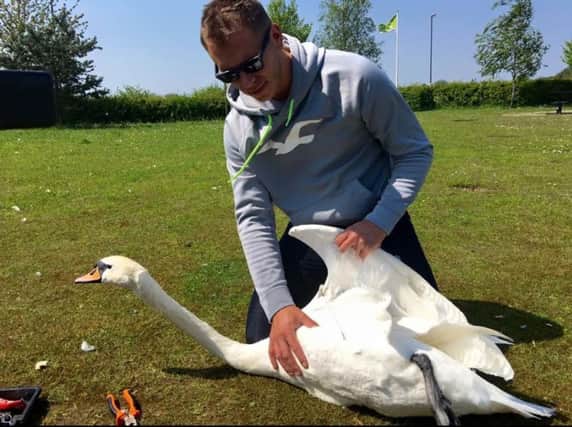 Dan Sidley with a swan at Straws Bridge
