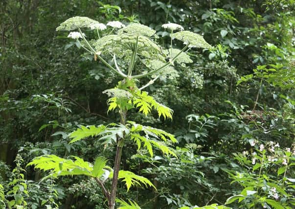The flower stalk of a Giant Hogweed plant