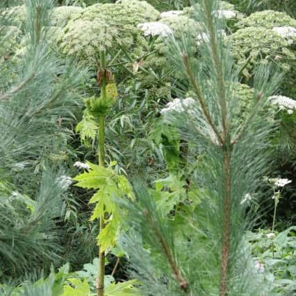 Giant Hogweed pushing up against the gardens of residents along the River Rother