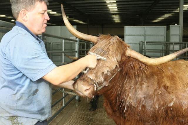 Bakewell show, Robert Wain of Matlock washes his Highland Cow which has won at two previous Bakewell Shows