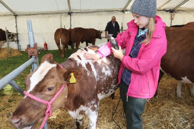 Ashover show, Lucy Hollingworth gives a Dairy Shorthorn a last minute clip before the cattle show