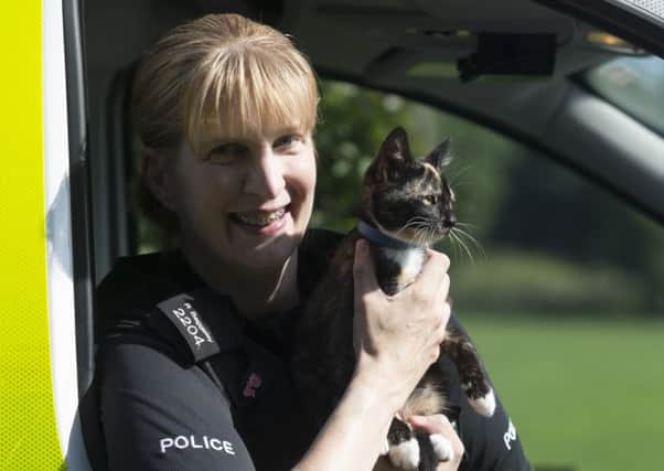 16/08/16  At just 10-weeks-old, this cute little kitten from a farm in the Derbyshire Peak District has already used up a couple of her 9(99?) lives after hitching a ride under a police van bonnet. All photos Rod Kirkpatrick/F Stop Press.