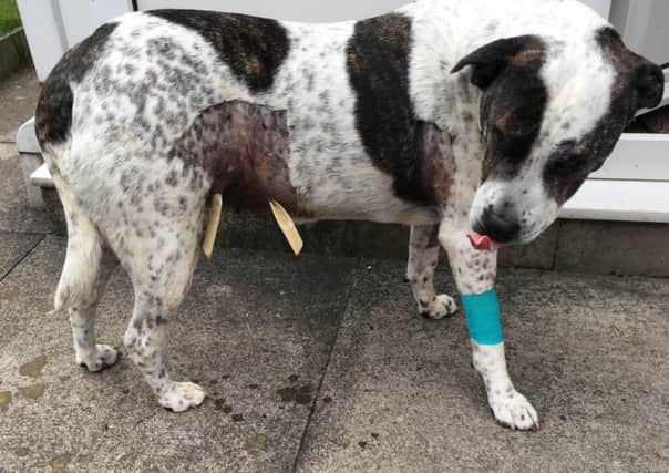 GET WELL SOON -- pet dog Daisy recovering at home after the attack and the treatment for her injuries.