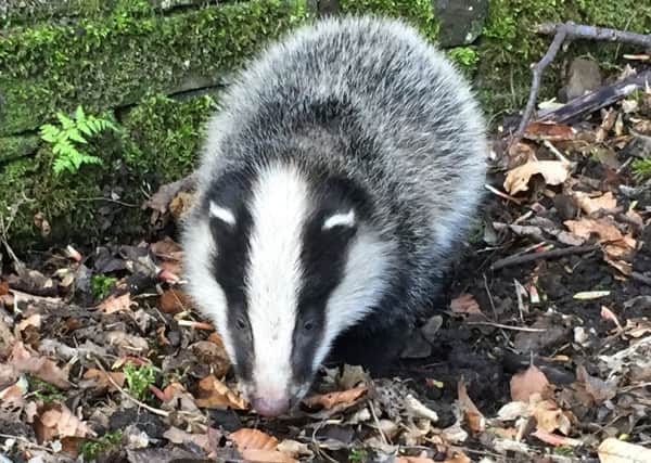 CULLING badgers is not the answer to eradicating bovine TB in cattle, says Derbyshire Wildlife Trust.