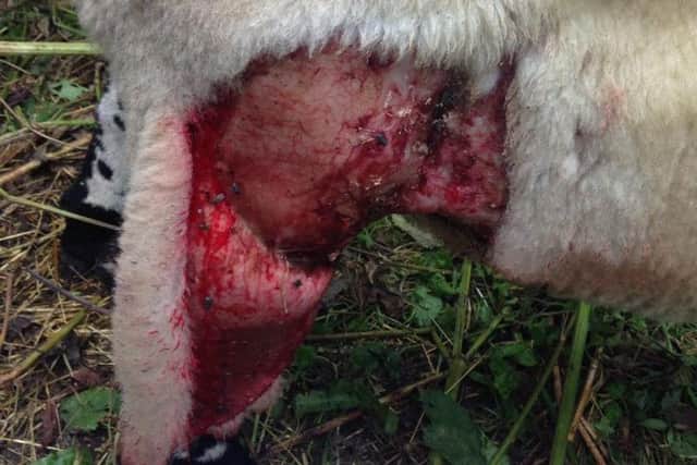 One sheep received a deep wound after a dog tore its skin, while others have died in recent attacks.