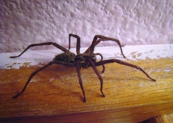 Huge sex crazed spiders the size of mice are set to invade Derbyshire.