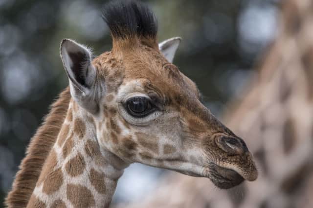 Baby giraffe's have been born at West Midlands Safari Park. Pictured is the male calf