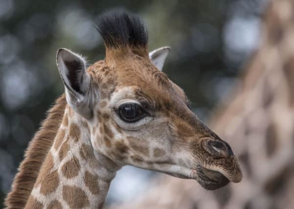 Baby giraffe's have been born at West Midlands Safari Park. Pictured is the male calf