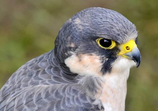 Birds of prey such as Peregrines are protected by law.