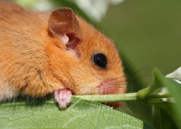 Dormice are believed to be extinct in Derbyshire.