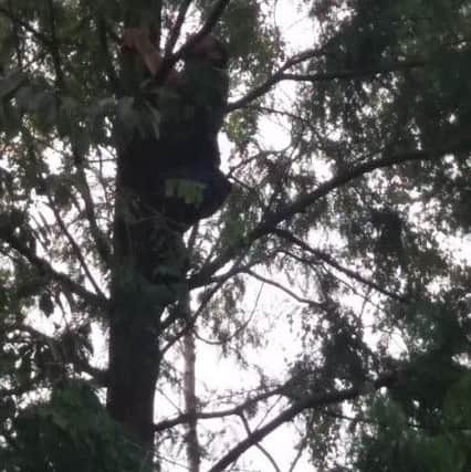 The parrot was rescue from a tall tree by landscape gardener, David Williams.