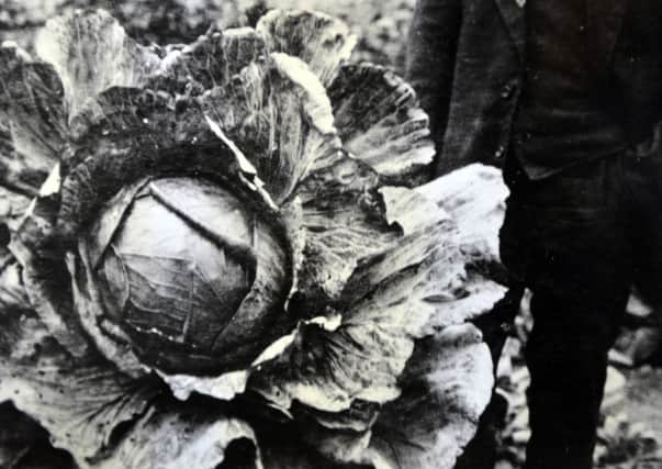 mr Straw Staveley. World record cabbage holder.

Picture sent in by Wynne Ashall for retro