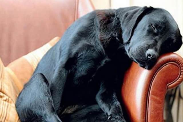 Picture of Villager Jim's Labrador Dilly.