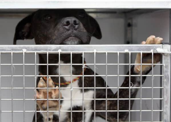 More than 400 dangerous dogs have been seized in Derbyshire since 2010.
