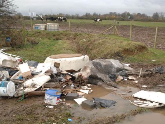 A horse died after being found suffering with a broken neck in a rubbish heap.