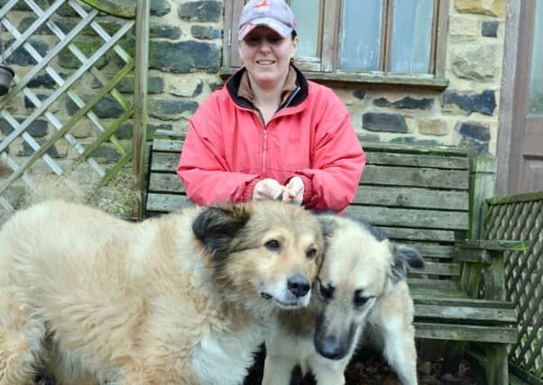 Two Bulgarian rescue dogs arrived at canine country club Chesterfield. Leah roberts with rescue dogs.