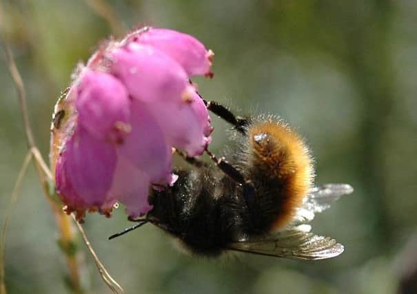 Bilberry Bumblebee. Photo by Bumblebee Conservation Trust