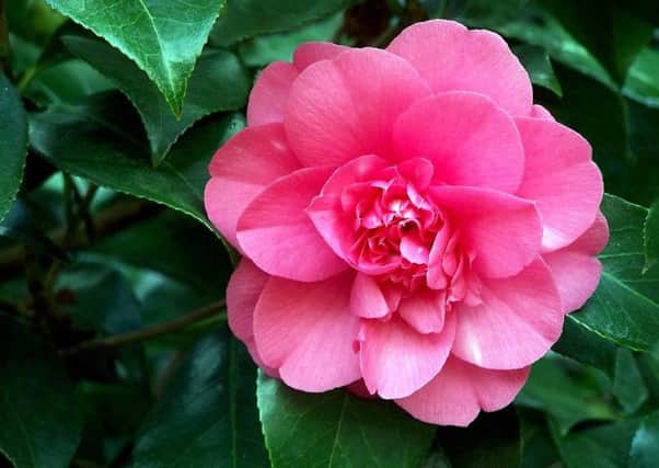 Camelias add a splash of colour to the cold winter months