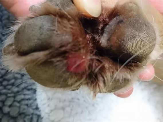 Girling & Bowditch Vets issued this image of Alabama Rot