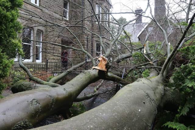 Fallen tree against flats on Park Road Buxton