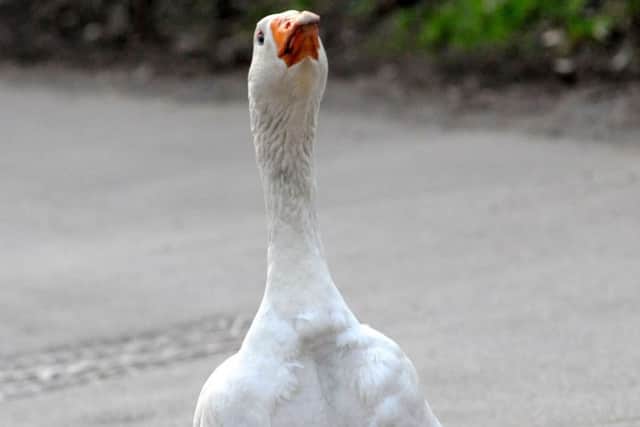 Standing guard - the 'evil' goose on Boiley Lane, Killamarsh.