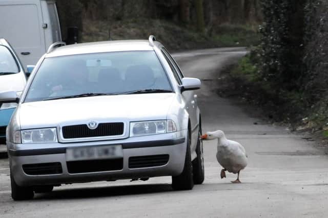 The 'evil goose' on Boiley Lane 'attacks' a passing motorist.